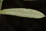 Heller's cudweed